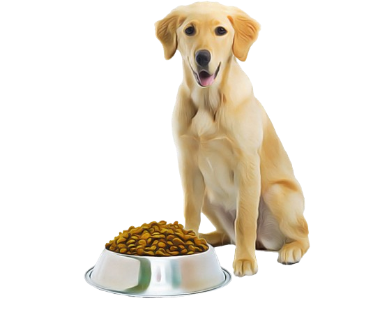 dog-food-jGYu9PbP-removebg-preview